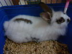 Mickie - Angora Rabbit Rabbit