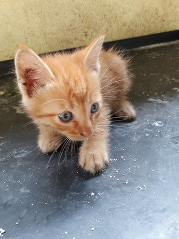 Ro - American Wirehair + Applehead Siamese Cat