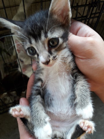 Petty - Oriental Short Hair + American Shorthair Cat