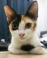 Sparrow - Calico Cat