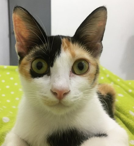 Sparrow - Calico Cat