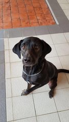 Wesley - Cocker Spaniel Mix Dog