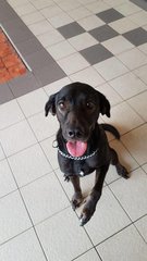 Wesley - Cocker Spaniel Mix Dog