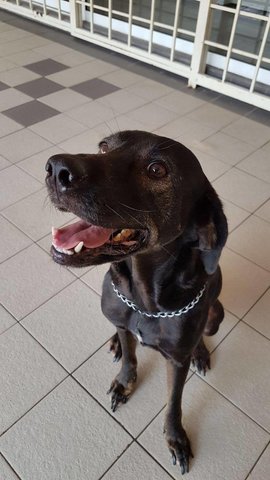 Wesley - Cocker Spaniel Mix Dog