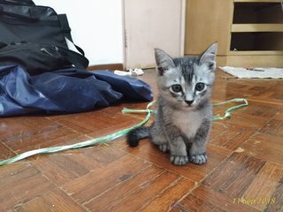 No Name Yet - Domestic Short Hair Cat