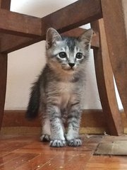 No Name Yet - Domestic Short Hair Cat