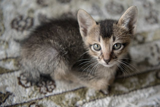 Mia &amp; The Alphabet Kittens - Domestic Short Hair Cat