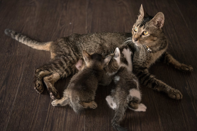 Mia &amp; The Alphabet Kittens - Domestic Short Hair Cat