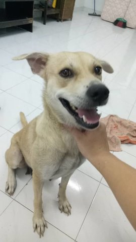 Sinma (New Name:tang Tang) - Mixed Breed Dog