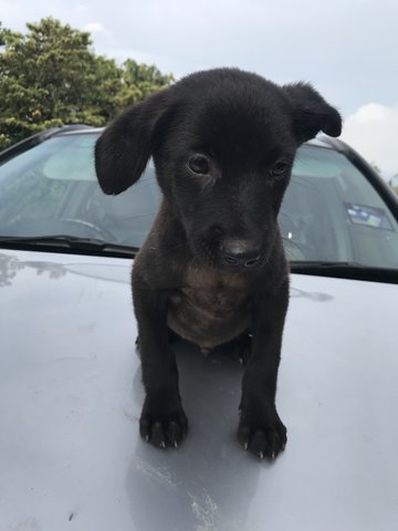 Hitam - Mixed Breed Dog