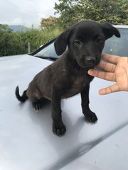 Hitam - Mixed Breed Dog