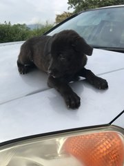 Hitam - Mixed Breed Dog