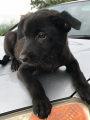 Hitam - Mixed Breed Dog