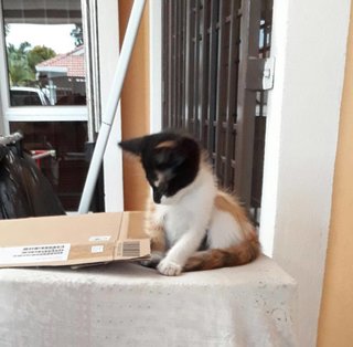 2 Kittens, 2 Months Old, Kl/sban Areas - Calico + Domestic Medium Hair Cat