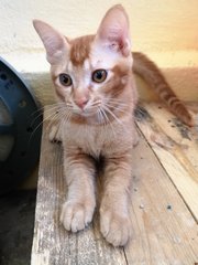 Fluffy Ding Dong - Domestic Short Hair Cat