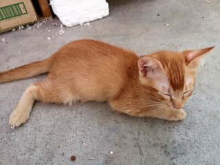 Fluffy Ding Dong - Domestic Short Hair Cat