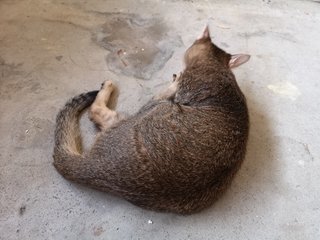 Stripe Ball &amp; Orange Ball - Domestic Short Hair Cat