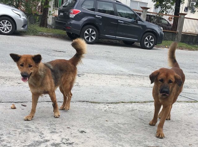 Lily &amp; Blackie - Mixed Breed Dog