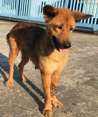 Lily &amp; Blackie - Mixed Breed Dog