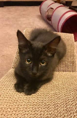 Gizmo - Domestic Short Hair Cat