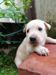 F2 - Mixed Breed Dog