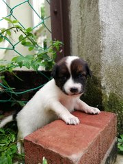 F3 - Mixed Breed Dog