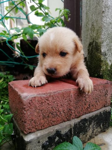 8 Puppies - Mixed Breed Dog