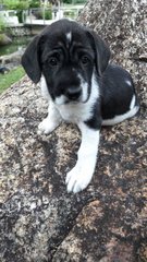 Terrier Mix Puppies - Mixed Breed Dog