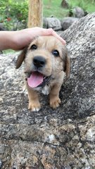 Terrier Mix Puppies - Mixed Breed Dog