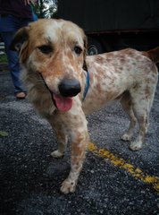 PF90097 - Golden Retriever Mix Dog