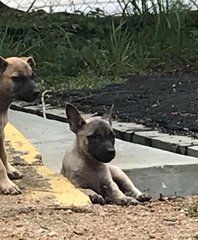 Peter Barker &amp; Gang - Mixed Breed Dog