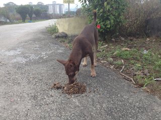 Sayang - Mixed Breed Dog