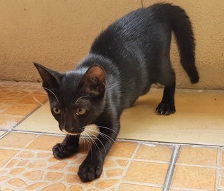 Black Mask - Domestic Short Hair Cat