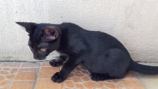 Black Mask - Domestic Short Hair Cat