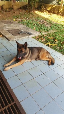 German &amp; Belgian Shepherd Needs Home - German Shepherd Dog + Belgian Shepherd Malinois Dog