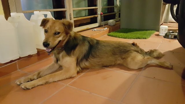 Clover - Mixed Breed Dog