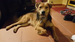 Clover - Mixed Breed Dog