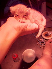 When he was only just rescued AND i had no milk nor syringe 2