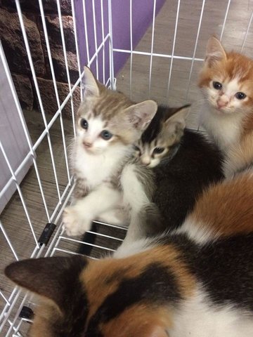 Suria &amp; Babies - Calico + Domestic Short Hair Cat