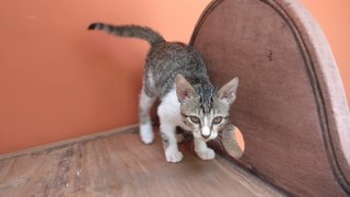 Tiny Mcflufferson - Tabby + Tortoiseshell Cat