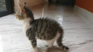 Tiny Mcflufferson - Tabby + Tortoiseshell Cat