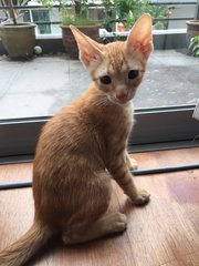 Saffron - Domestic Short Hair Cat