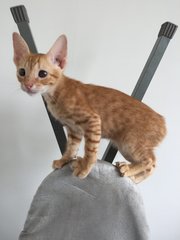 Saffron - Domestic Short Hair Cat