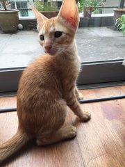 Saffron - Domestic Short Hair Cat