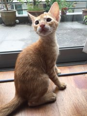 Saffron - Domestic Short Hair Cat