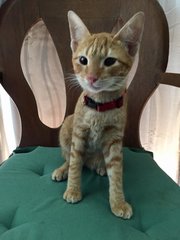 Saffron - Domestic Short Hair Cat