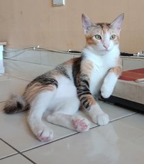 Beauty - Domestic Short Hair Cat