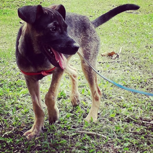 Madalyn - Belgian Shepherd Malinois Mix Dog