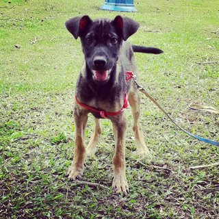 Madalyn - Belgian Shepherd Malinois Mix Dog