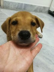 Puppy - Mixed Breed Dog